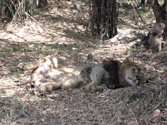 Lions bannerghatta biological park