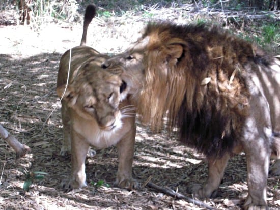 Lion and lioness Bannerghatta biological park