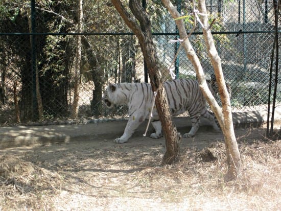 white tiger bannerghatta biological park