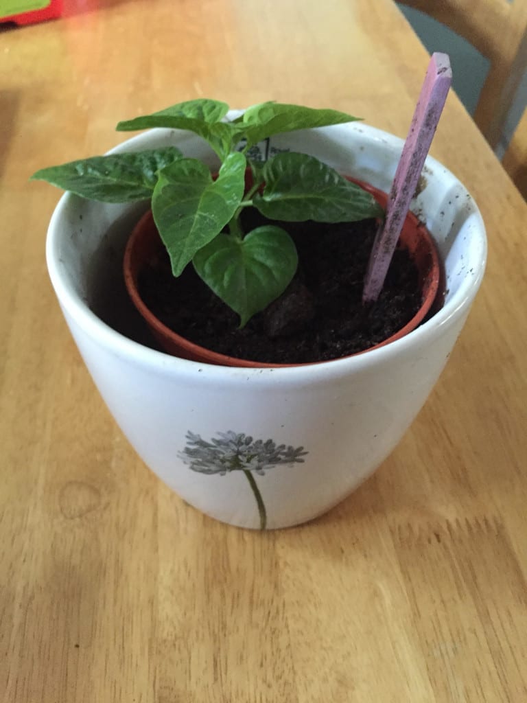 chilli plant - gardening with kids