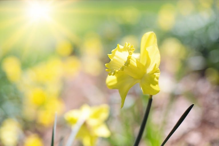 daffodils