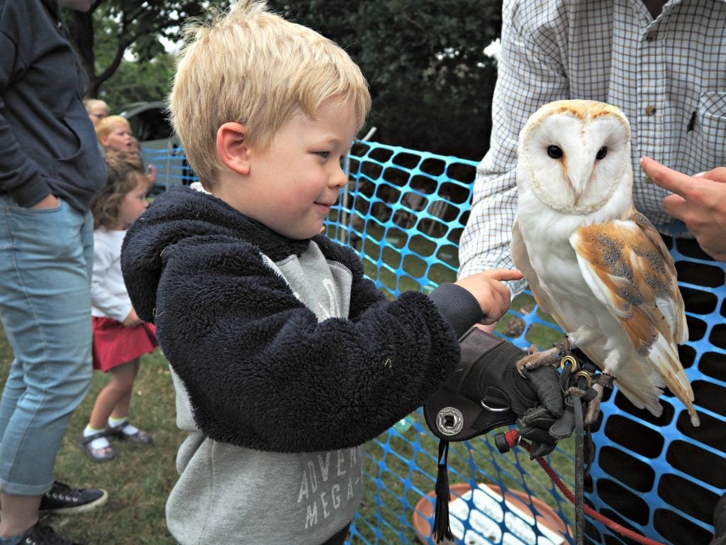 Logan barn owl