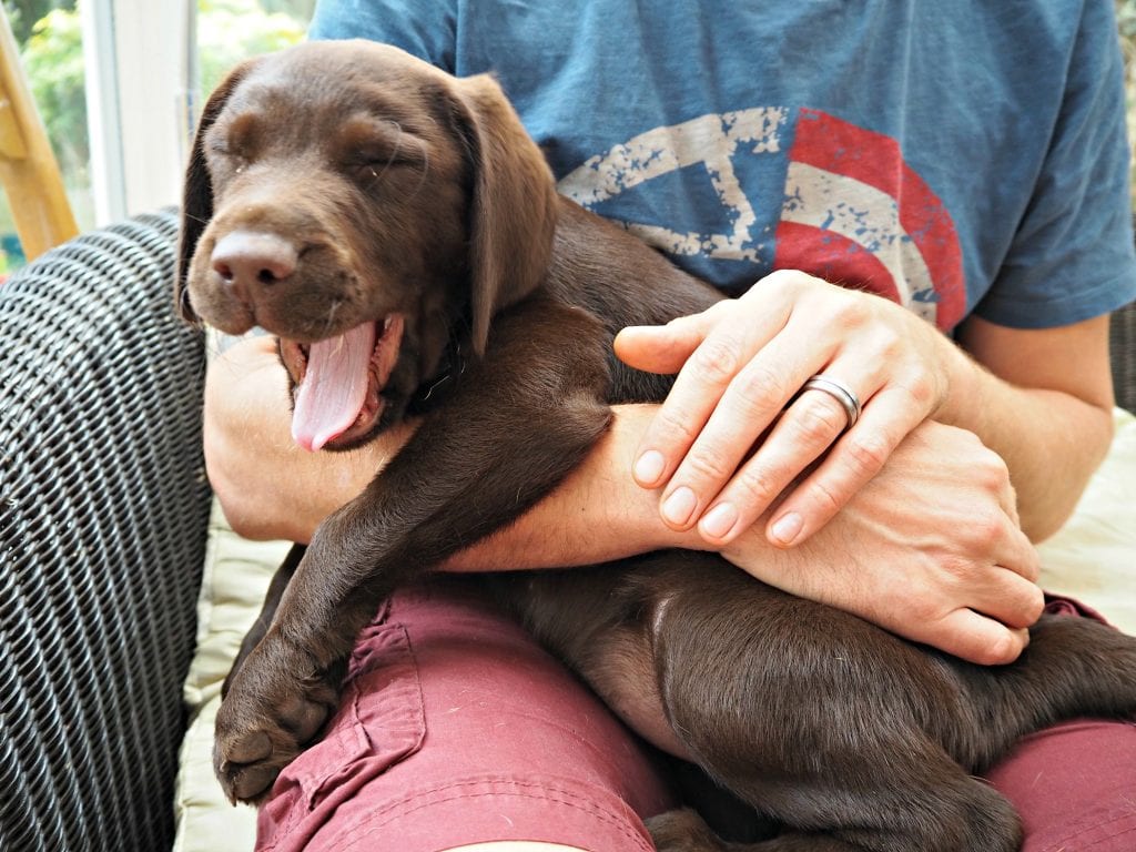 grandparent's chocolate labrador puppy