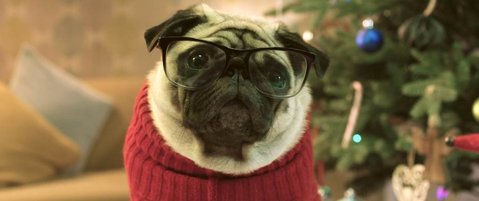 Gizmo the Pug Saves Christmas