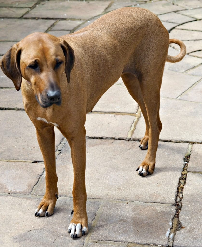  Florence at Five - Life with a Rhodesian Ridgeback