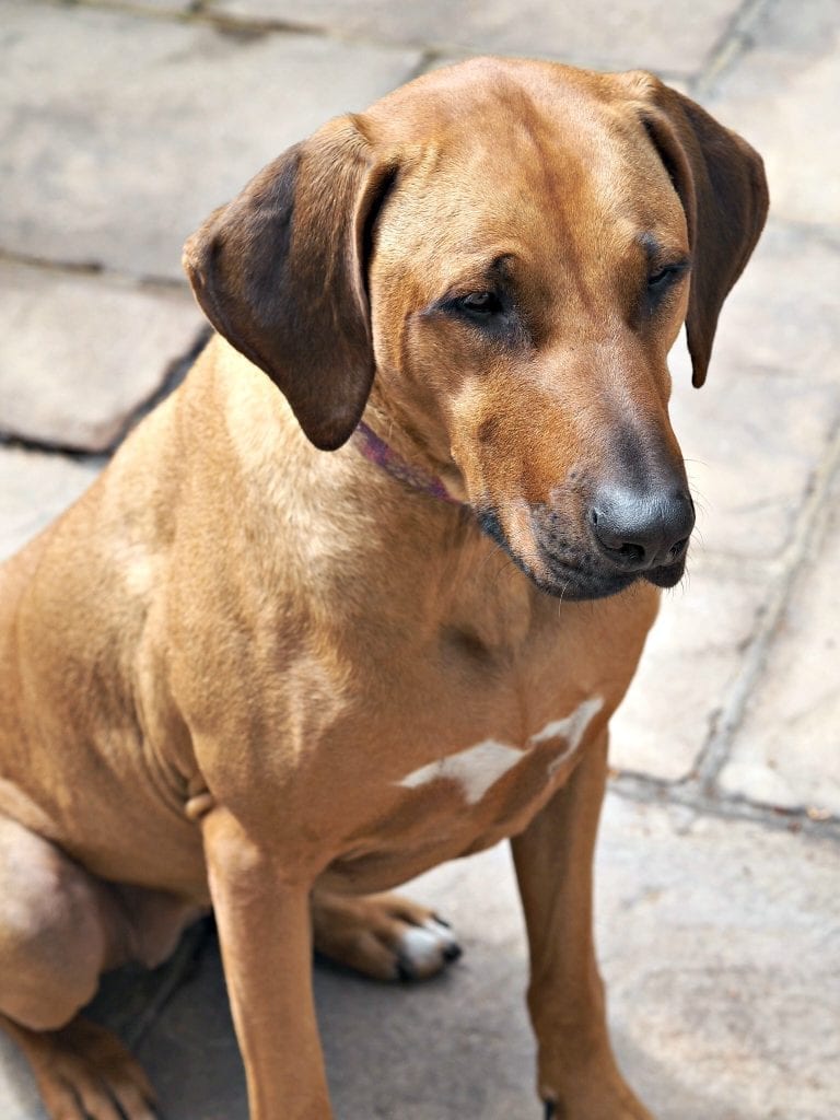  Florence at Five - Life with a Rhodesian Ridgeback - Florence sitting