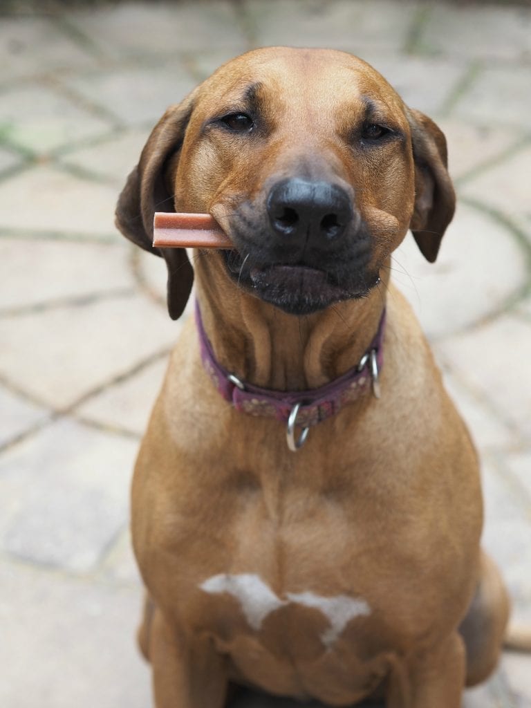 Looking After Your Dog's Teeth with Pedigree Chum Dentastix