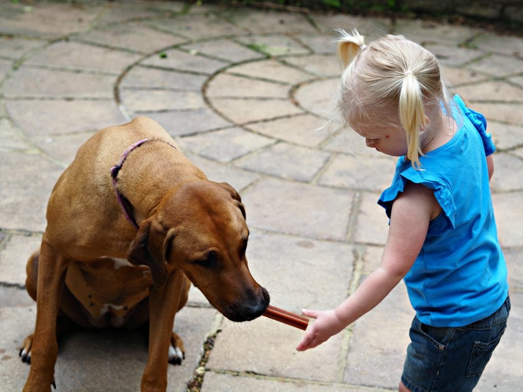 Looking After Your Dog's Teeth with Pedigree Chum Dentastix - Aria feeding Florence