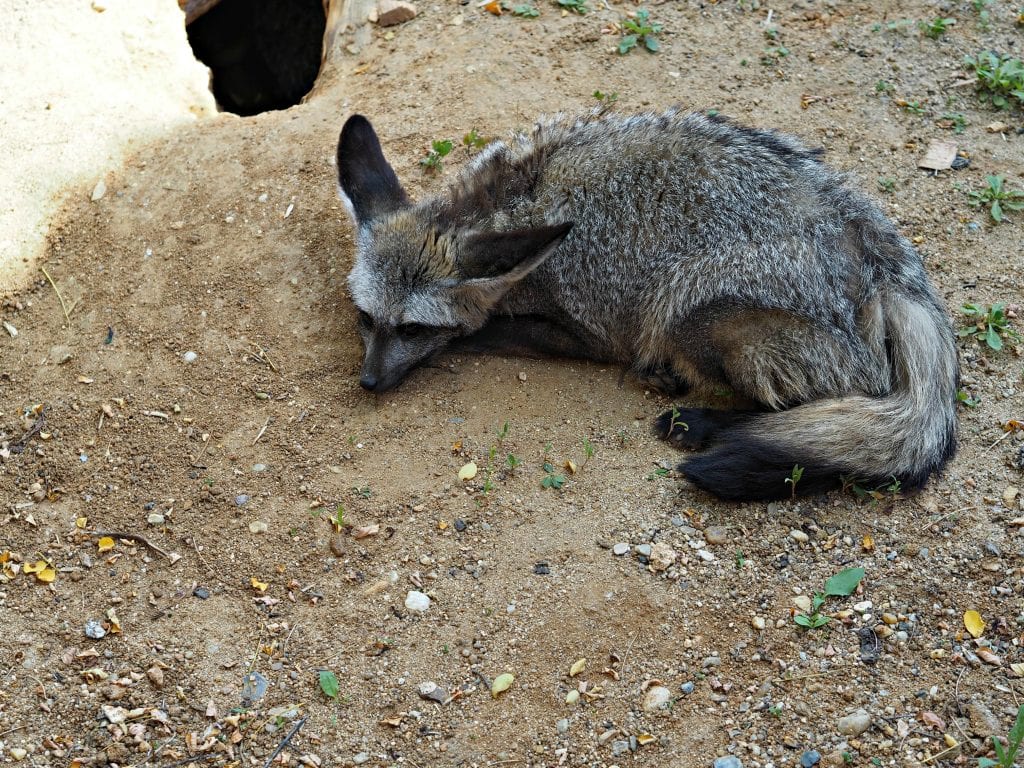  Les Sables d'Olonne Zoo Review - fox