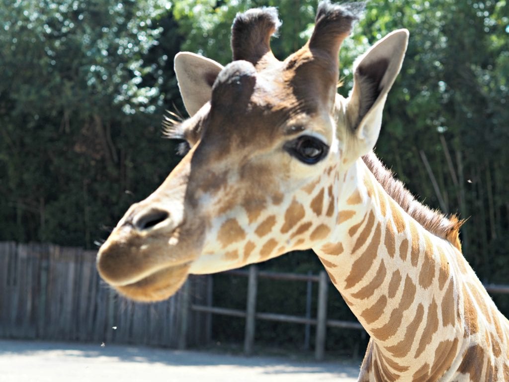 Les Sables d'Olonne Zoo Review - giraffe close up