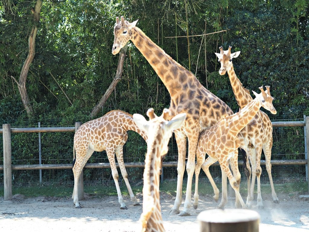 Les Sables d'Olonne Zoo Review - giraffes