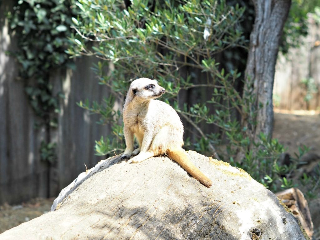  Les Sables d'Olonne Zoo Review - meerkat