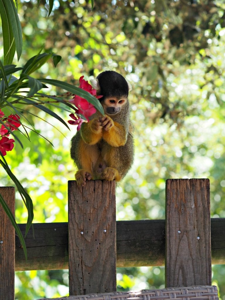 Les Sables d'Olonne Zoo Review - spider monkey in cafe