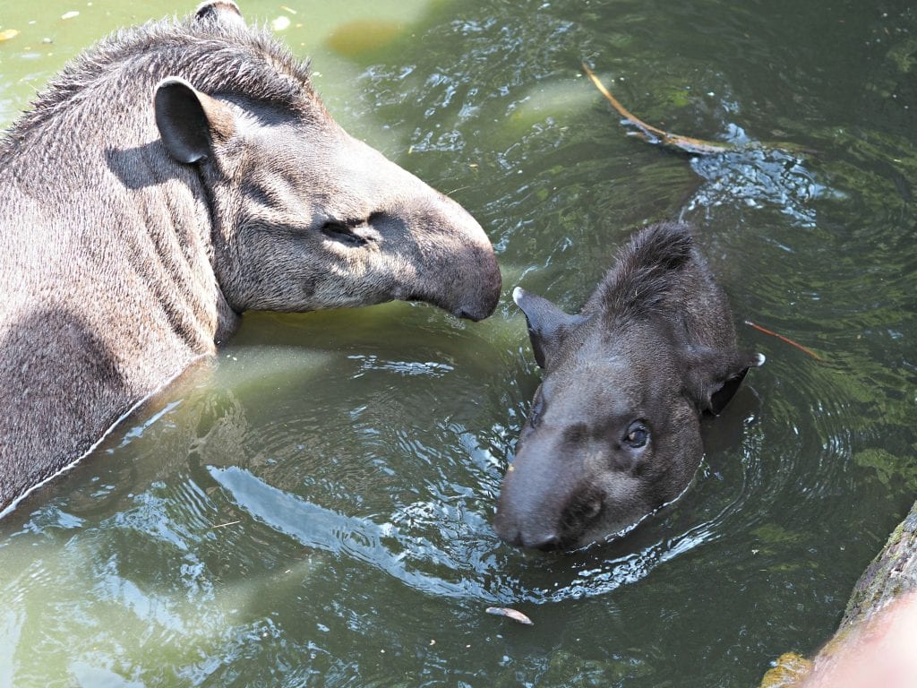  Les Sables d'Olonne Zoo Review - tapirs