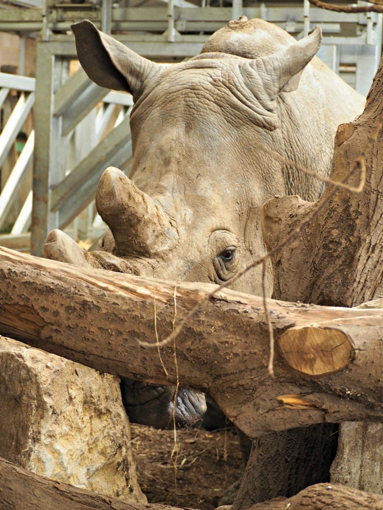 rhino at Marwell Zoo