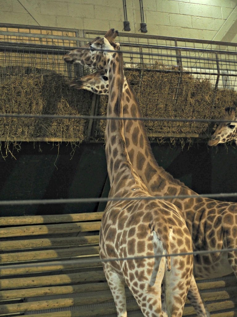 giraffes at Marwell Zoo