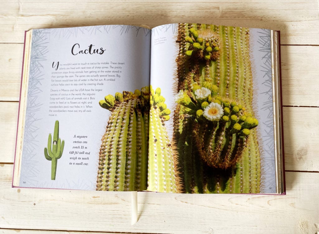 Inside pages of The Wonders of Nature - cactus