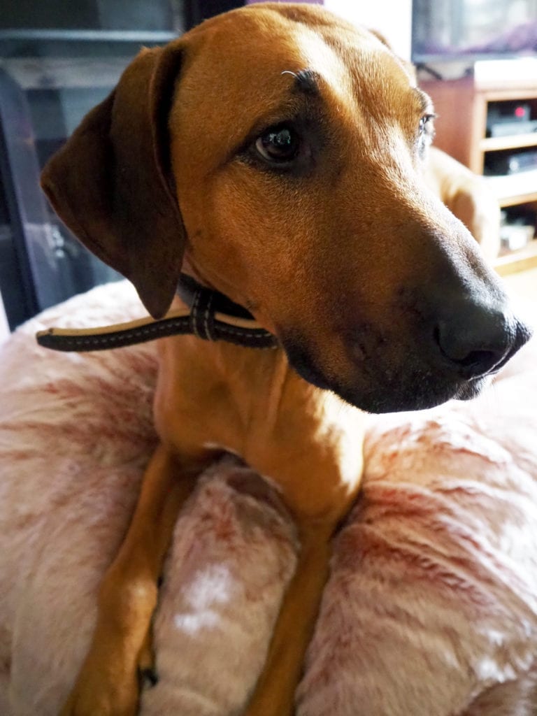 Florence Rhodesian Ridgeback