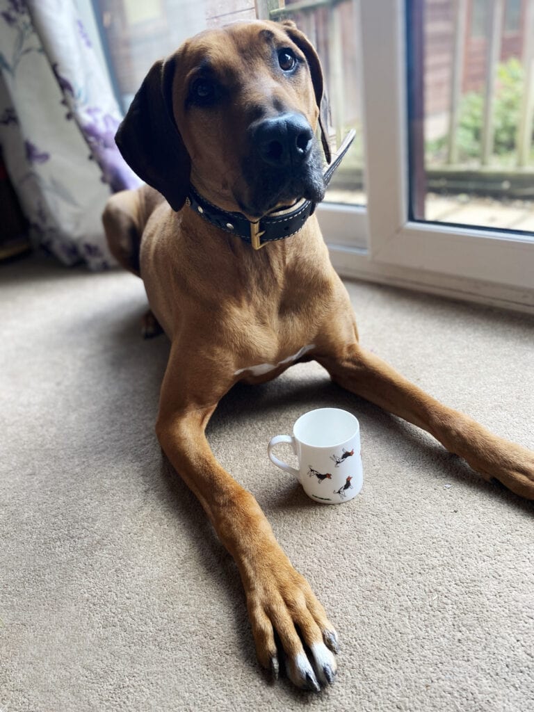 Gifts for Dog Lovers with Pup and Hound. Picture of a Rhodesian Ridgeback and a mug between her legs