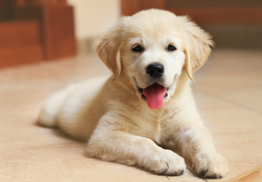 Tips for Bringing Home a Puppy. Picture of a puppy labrador