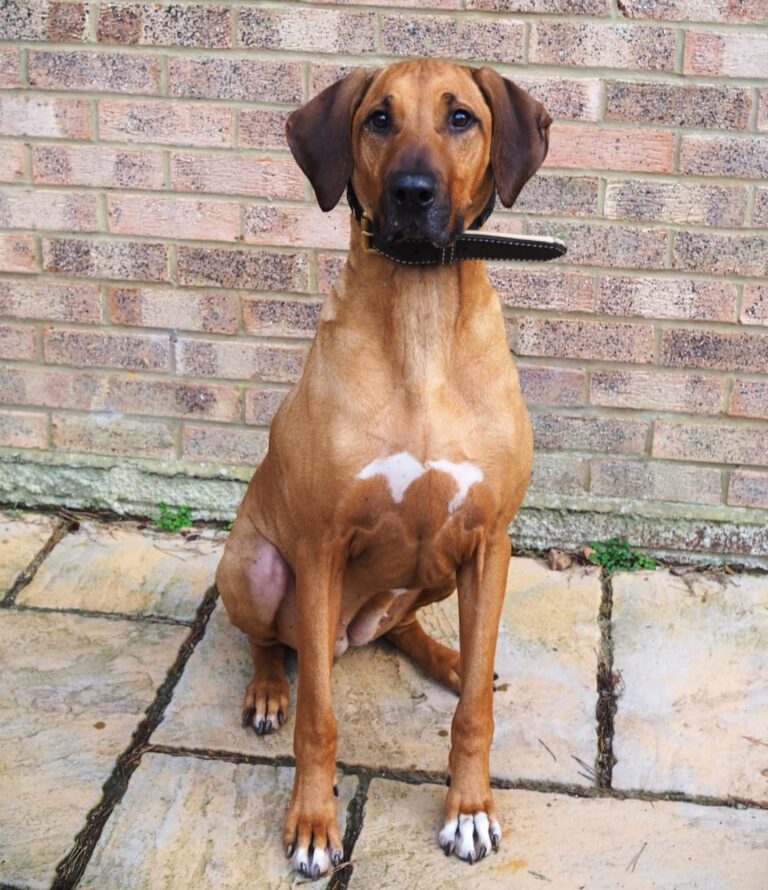 What should you feed your dog? Picture of a rhodesian ridgeback sat outside with a brick wall behind her
