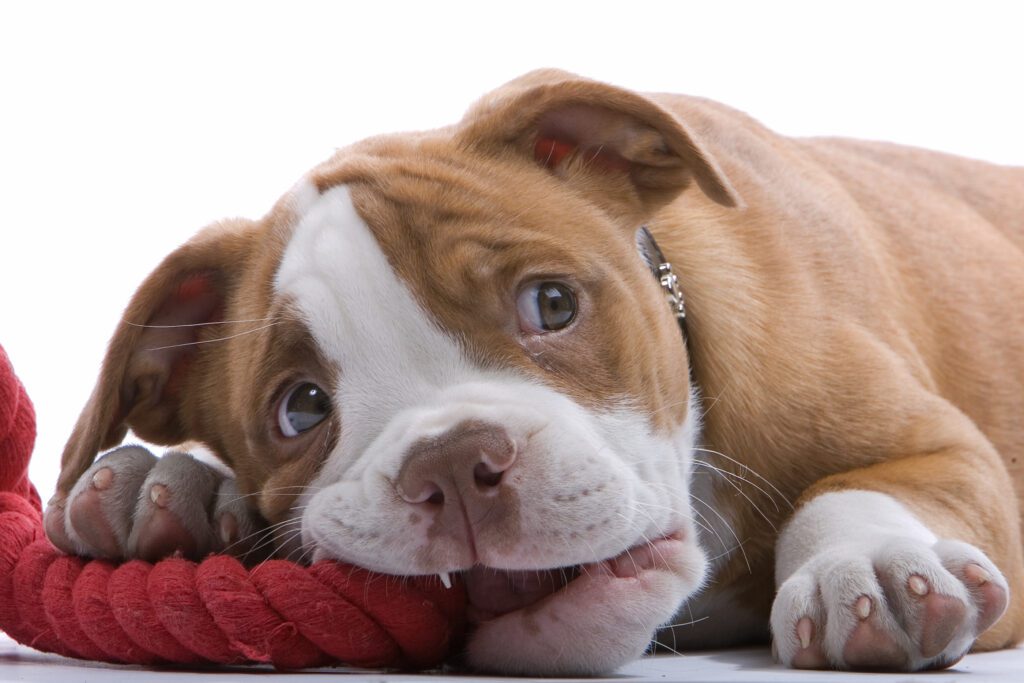 5 Tips if you're Thinking of Getting a New Dog or Puppy - Boxer puppies lying on his belly, biting a red rope and looking on up