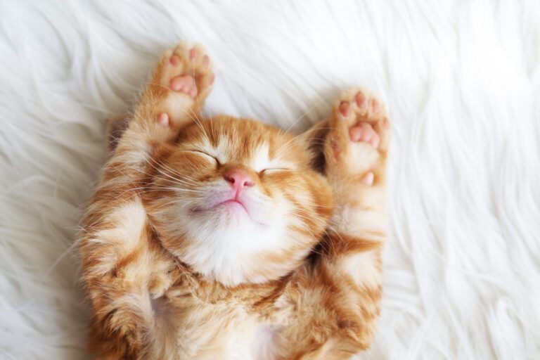How to Help Your New Cat Settle In
